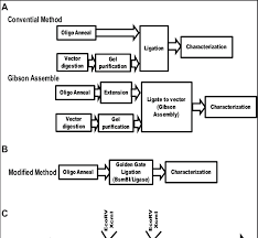 Flowchart Of The Conventional Molecular Cloning Procedure A