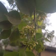 Image result for Dalbergia sissoo