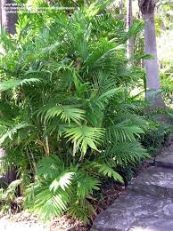 Bamboo Palm Reed Palm Chamaedorea Seifrizii Alternative To Golden Canes Near Pool Tropical Garden Screen Plants Desert Backyard