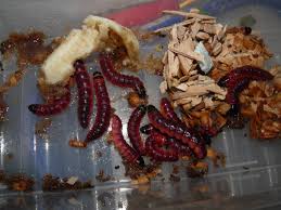 Image result for Cossus cossus