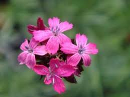 Flowers italian flowers container gardening floral wreath italy balcony garden medieval town flower boxes floral. Flowers And Regions The Plants That You Can Only Admire In Italy