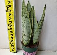 Excellent quality Sansevieria Coppertone - Sansevieria ...