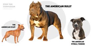 What Is The American Bully Here Is The Bully Breed 101