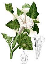 I had been fasting all day for the experiment. Datura Psychonautwiki