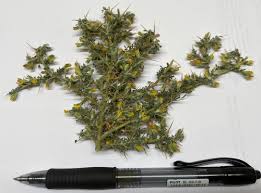 Image result for Melolobium