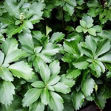 Pachysandra is used as a ground cover. Green Pachysandra For Sale Online The Tree Center
