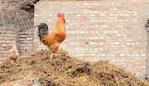 Maybe you would like to learn more about one of these? Compost Chicken Manure The Right Way Hobby Farms