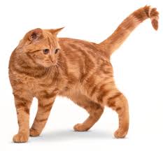 How many cats are abused each year? Types Of Cats Domestic Cat Breeds Dk Find Out