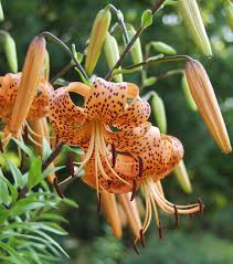 Vorzugsweise werden sie zunächst in töpfen kultiviert, am besten an einem 10 bis 12 grad celsius warmen ort. Lilien Pflanzen Und Pflegen Mein Schoner Garten