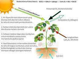 Maybe you would like to learn more about one of these? Fotosintesis Pengertian Proses Tahapan Reaksi Kimia Jagad Id