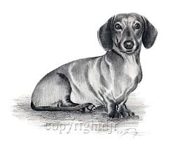 Black And White Dachshund Drawing Dachshund Pencil Drawing 8 X 10 Dachshund Art Print By Artist Djr Dachshund Drawing Dachshund Painting Dog Pencil Drawing