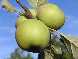 Image result for Granny Smith
