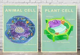 There's no more fun way than with worksheets. Printable Animal And Plant Cell Posters Etsy Plant And Animal Cells Plant Cell Science Poster