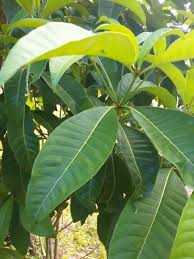 Image result for Rauvolfia vomitoria