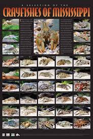 Crayfishes Of Mississippi Website Other Information