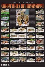 crayfishes of mississippi website other information