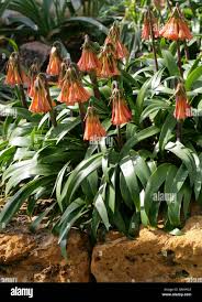 Image result for Cyrtanthus