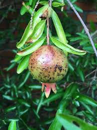 Image result for Punicaceae