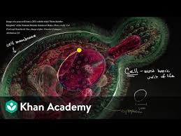 What is a plant cell. Introduction To The Cell Video Khan Academy