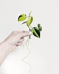 Philodendron Brasil Plant Propagation Variegated Plants Houseplants Indoor Plants Plants Decor Plant Decor Ideas Home Deco Philodendron Plante Interieur Ficus