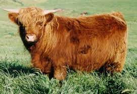 Bairnsley Highlands When To Join Highland Heifers