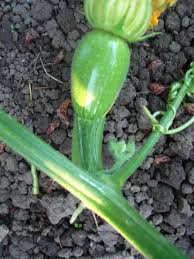 Check spelling or type a new query. More Squash Practice Differentiating Squash Species Squash Practice