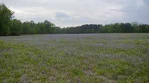 Image result for Oldfieldia