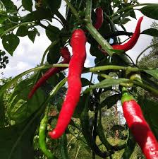 Smoking chiles with bradley smoker! Cayenne Pepper Seads For Hydroponics System Growing