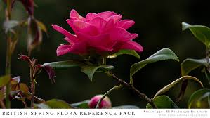 Right now they have 14.500 members. Artstation Flowers Plants British Spring Flora Reference Pack Resources