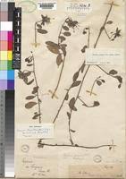 Image result for Maerua juncea