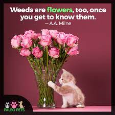 The intoxicating scent of flowers never fails to delight me. Happy Tuesday Cats Flowers Pets Paleopets Quotes Cat Flowers Trees To Plant D Flowers