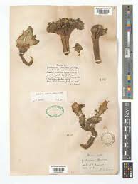 Image result for Rhaptopetalum roseum