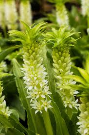 Image result for Eucomis zambesiaca