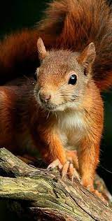 Red Squirrel Cute Squirrel Animals Beautiful Squirrel Pictures