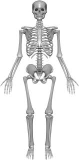 Bones in human body is the solid structure that helps in making the physical appearance of the body. Skeleton System Structure Composition Facts Science4fun