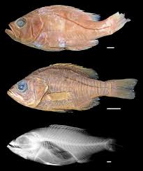 Image result for Athroisma gracile