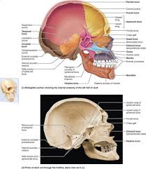 Bones in your face around the eye(s) area calledthe human face has 14 bones. Pin On Nursing Studying