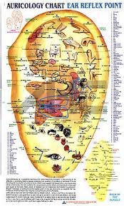 Auricology Ear Acupuncture Therapy Reflex Point Chart 3