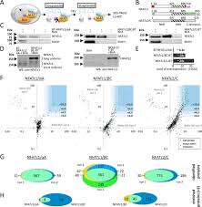 It did not send any responses for pending requests in the last 180 seconds. Identification Of Novel Nuclear Factor Of Activated T Cell Nfat Associated Proteins In T Cells Journal Of Biological Chemistry