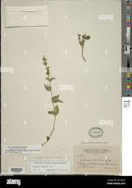 Image result for Antherotoma angustifolia