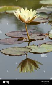 Image result for Nymphaea sulphurea