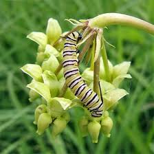 Monarch Watch Blog Milkweed Raising Monarch Butterflies Milkweed Plant
