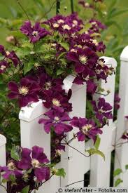 We did not find results for: Clematis Garden Fence Beautiful Flowers Clematis Beautiful Gardens