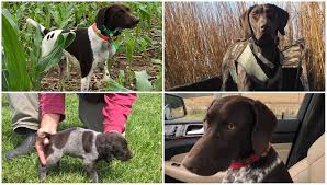 In the event the litter is sold out we will send your deposit back to you or you could apply it to one of the other dogs we have available at your discretion. Texas Gsp Ranch