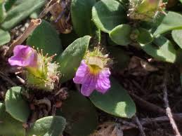Image result for Blepharis integrifolia