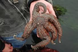 Image result for Nesphostylis holosericea