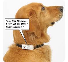 Understand your dog better with dog translator collars. Talking Dog Collars