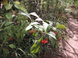 Image result for Psychotria kirkii