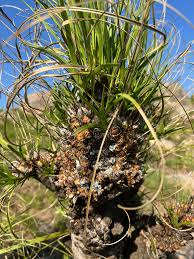 Image result for Polystachya undulata