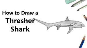 How To Draw A Thresher Shark With Pencils [Time Lapse] - Youtube